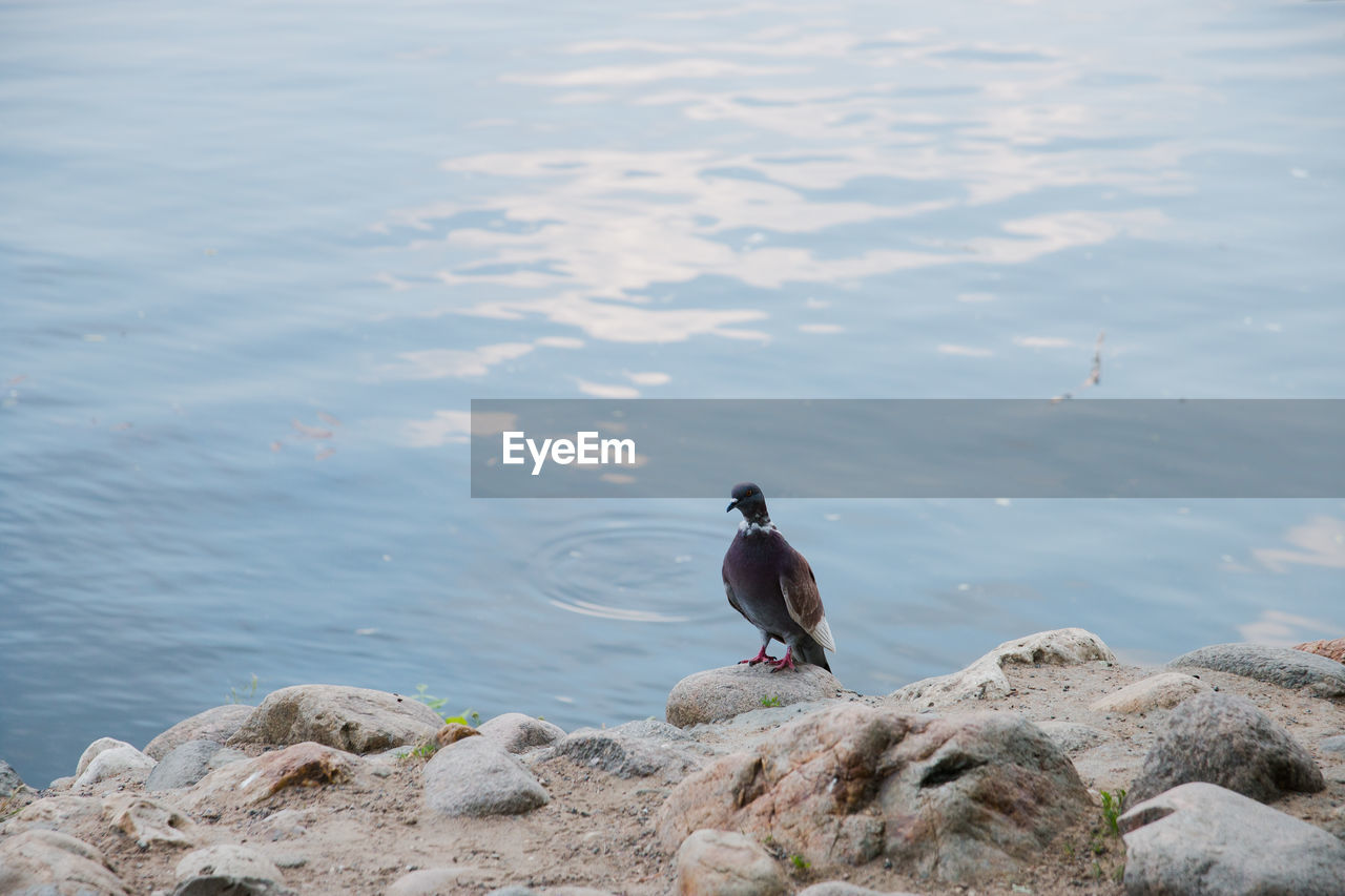 BIRD PERCHING ON ROCK