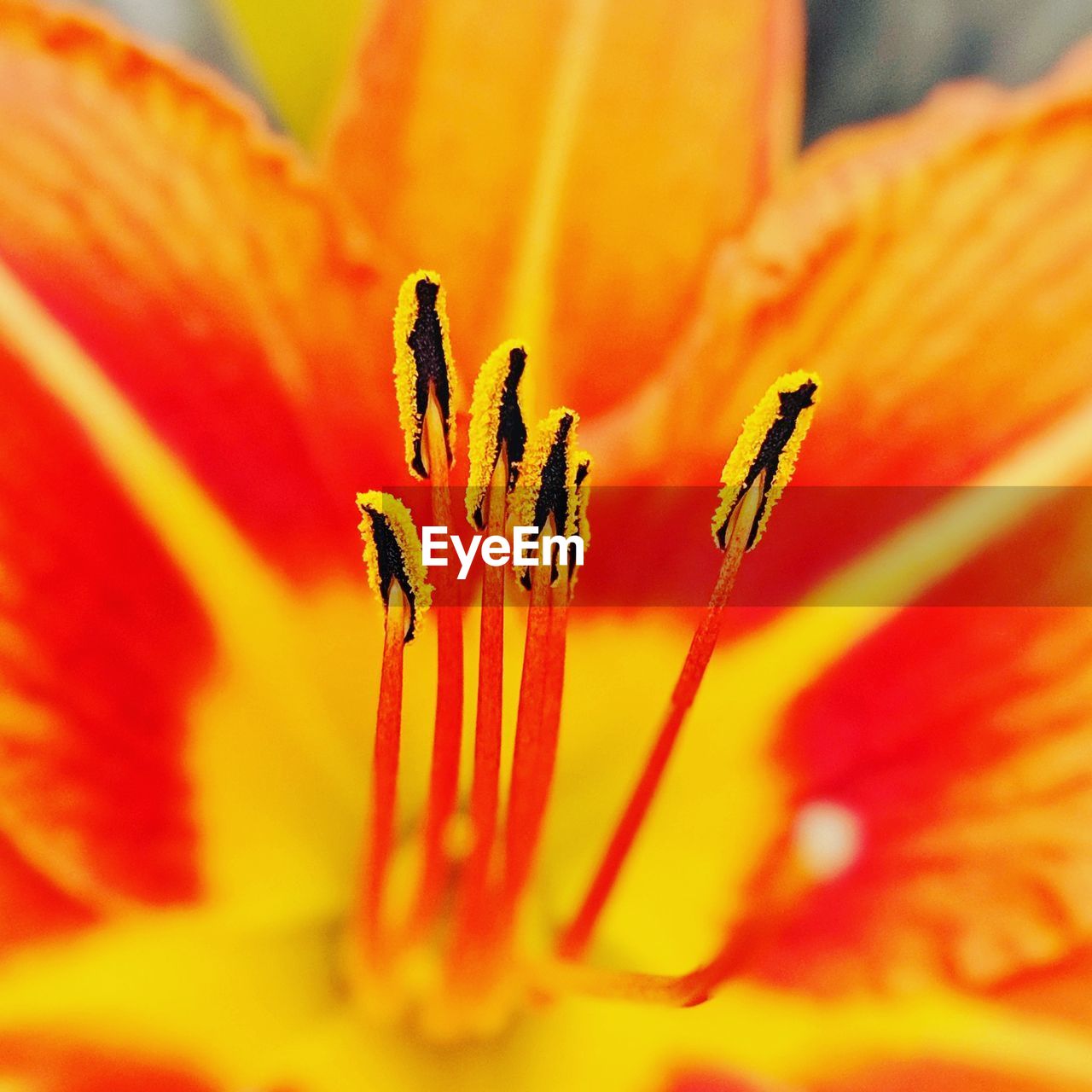 Close-up of orange flower