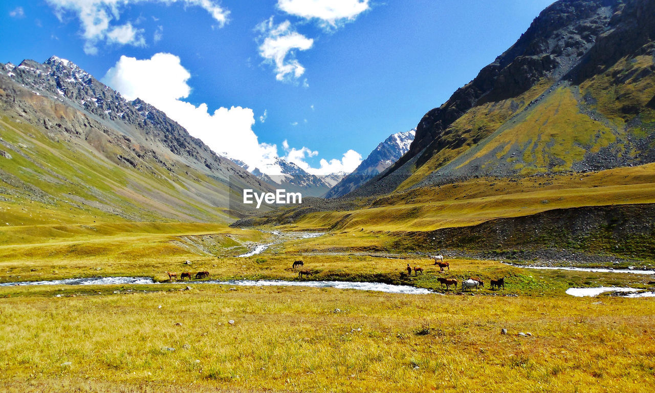 View of the summer pasture in the foothills of the altai . sommerweide in den ausläufern des altai