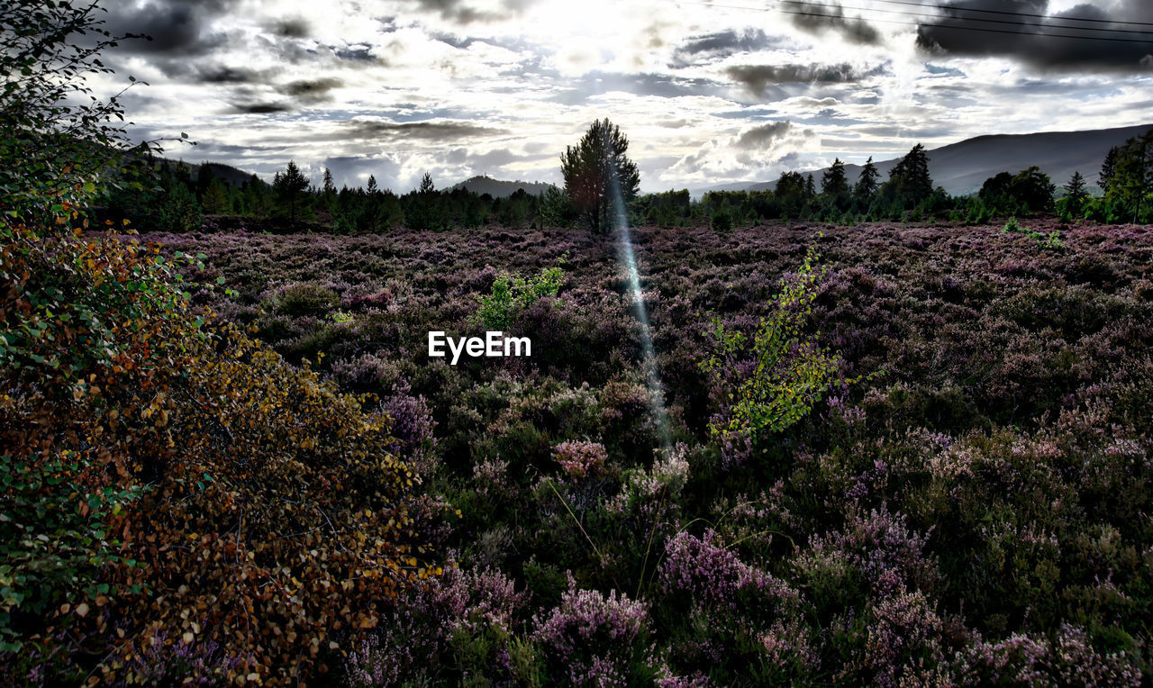 PLANTS GROWING ON FIELD AGAINST SKY