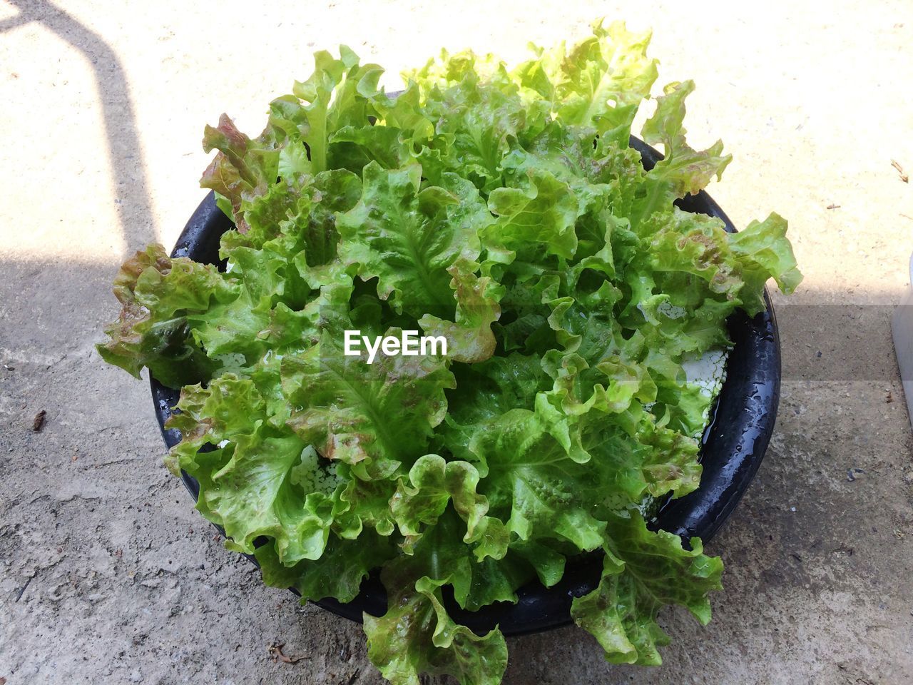 HIGH ANGLE VIEW OF VEGETABLE