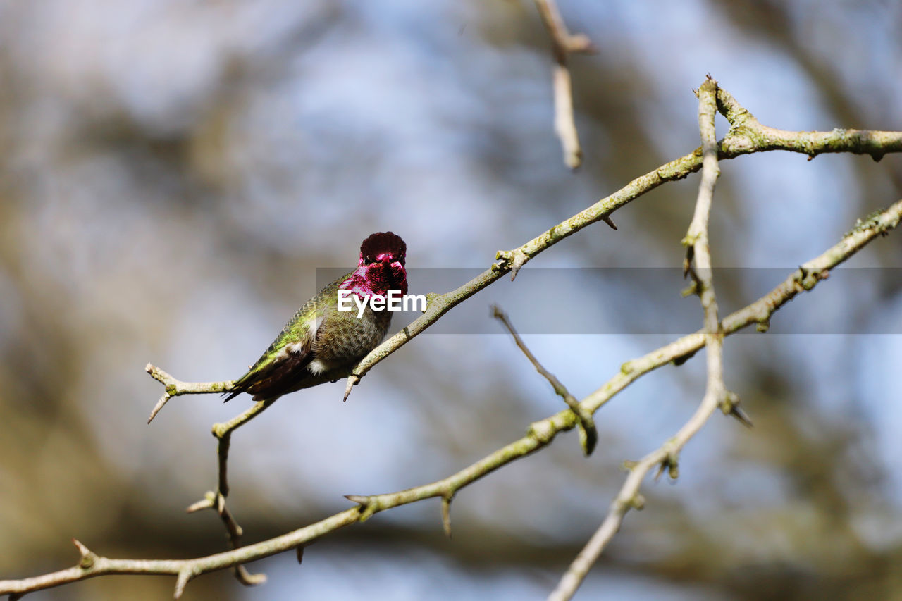 Close-up of bird perching on branch