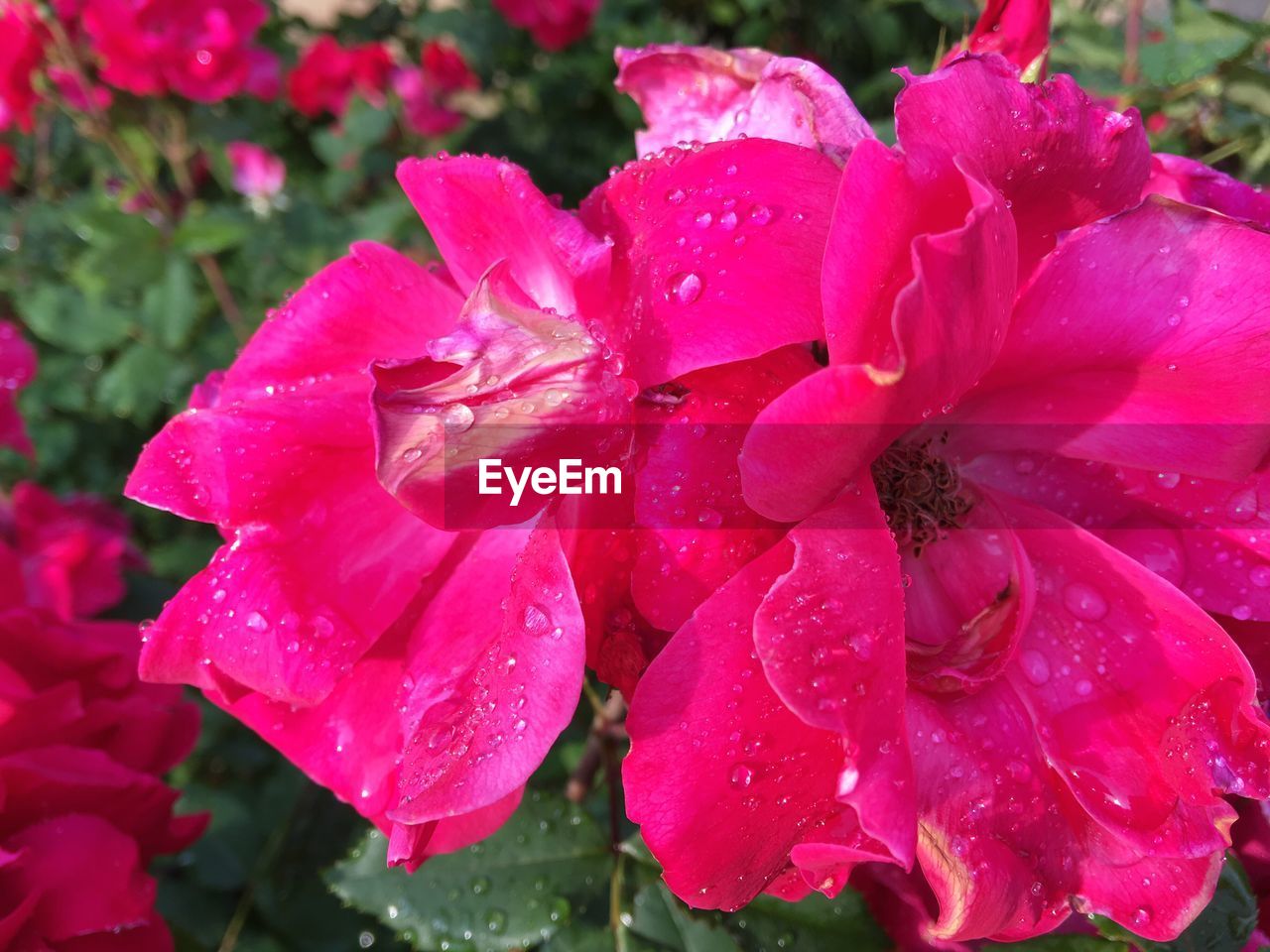 CLOSE-UP OF RAINDROPS ON PINK FLOWERS