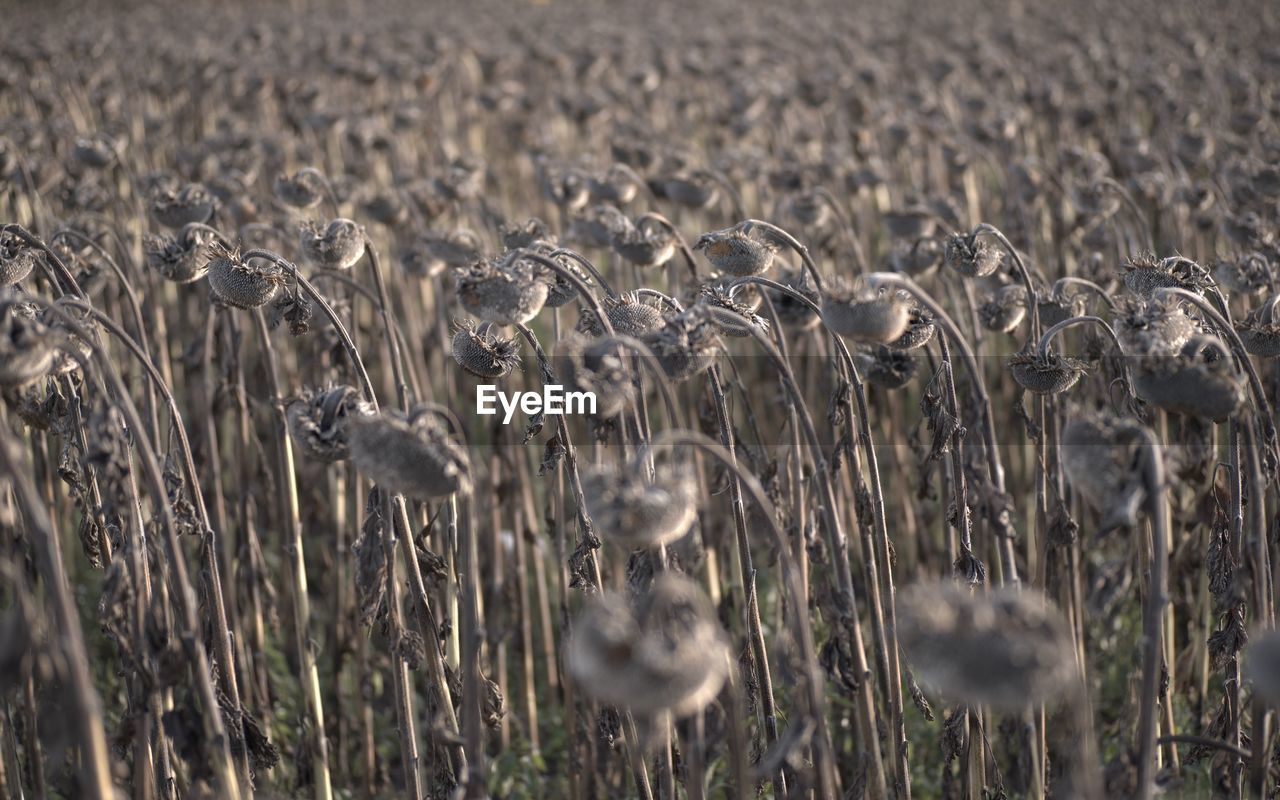 BIRD IN GRASS