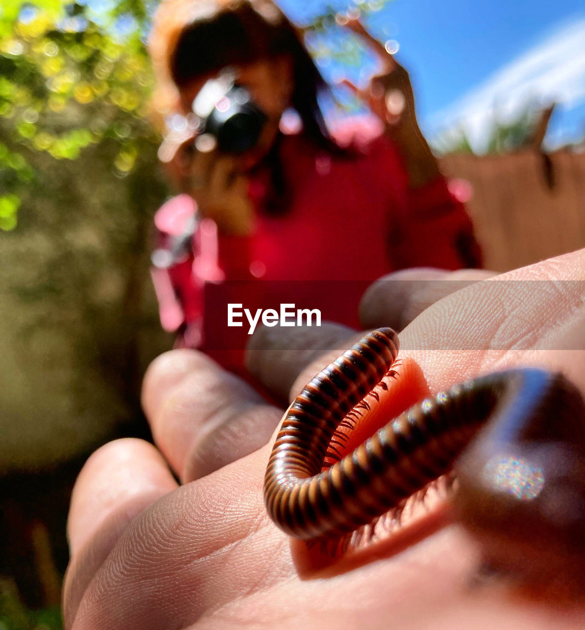 hand, holding, adult, red, one person, nature, finger, close-up, women, day, outdoors, macro photography, focus on foreground, animal, human mouth, men