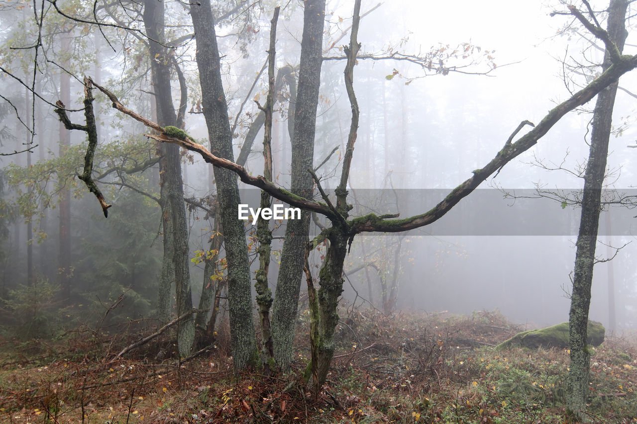 Fog in the haunted autumn forest
