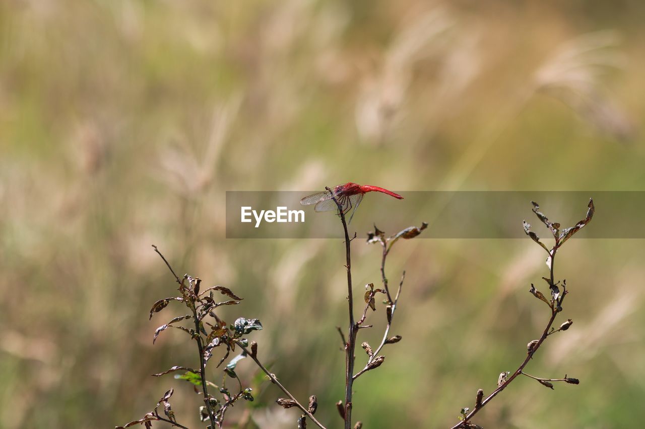 VIEW OF BIRD PERCHING ON A PLANT