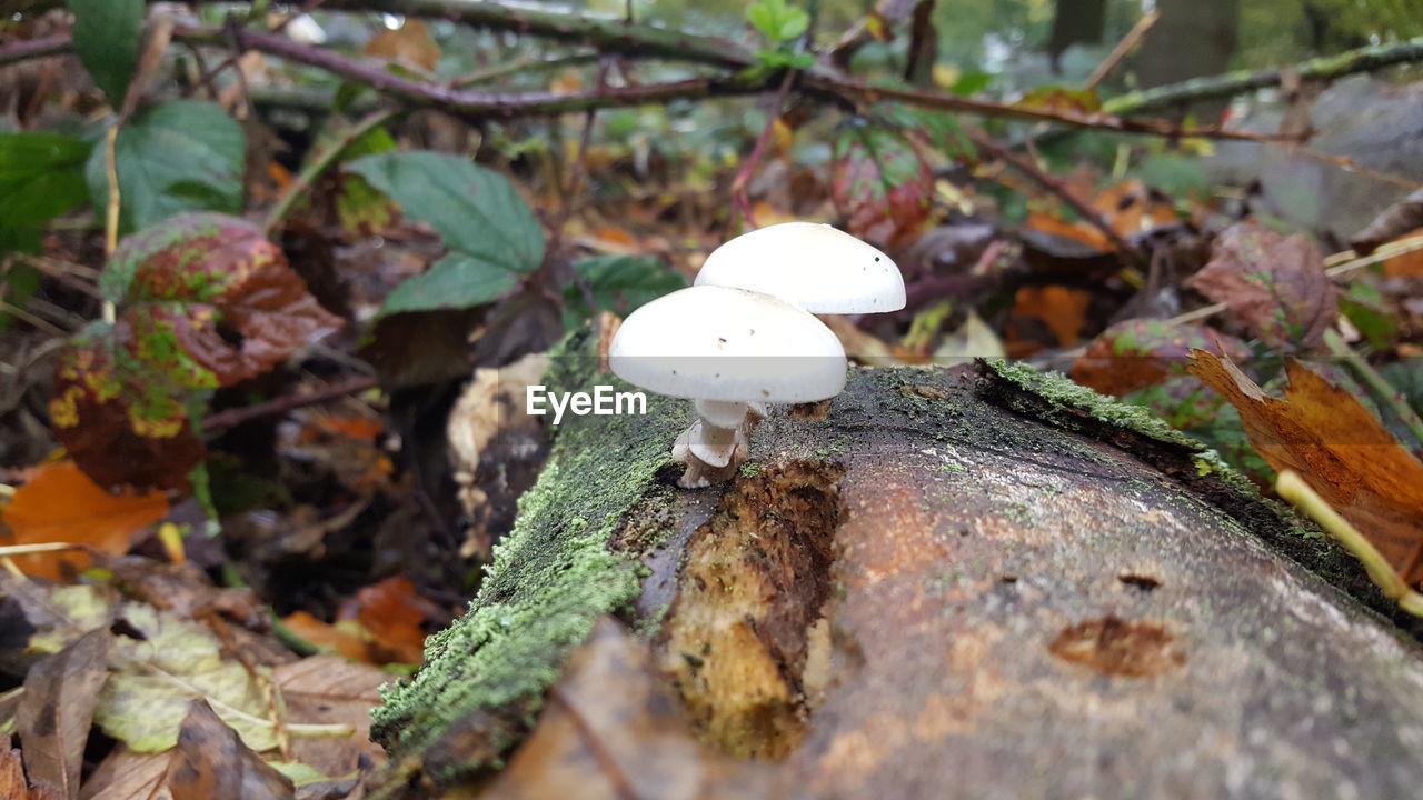 Close-up of mushroom growing on tree in forest