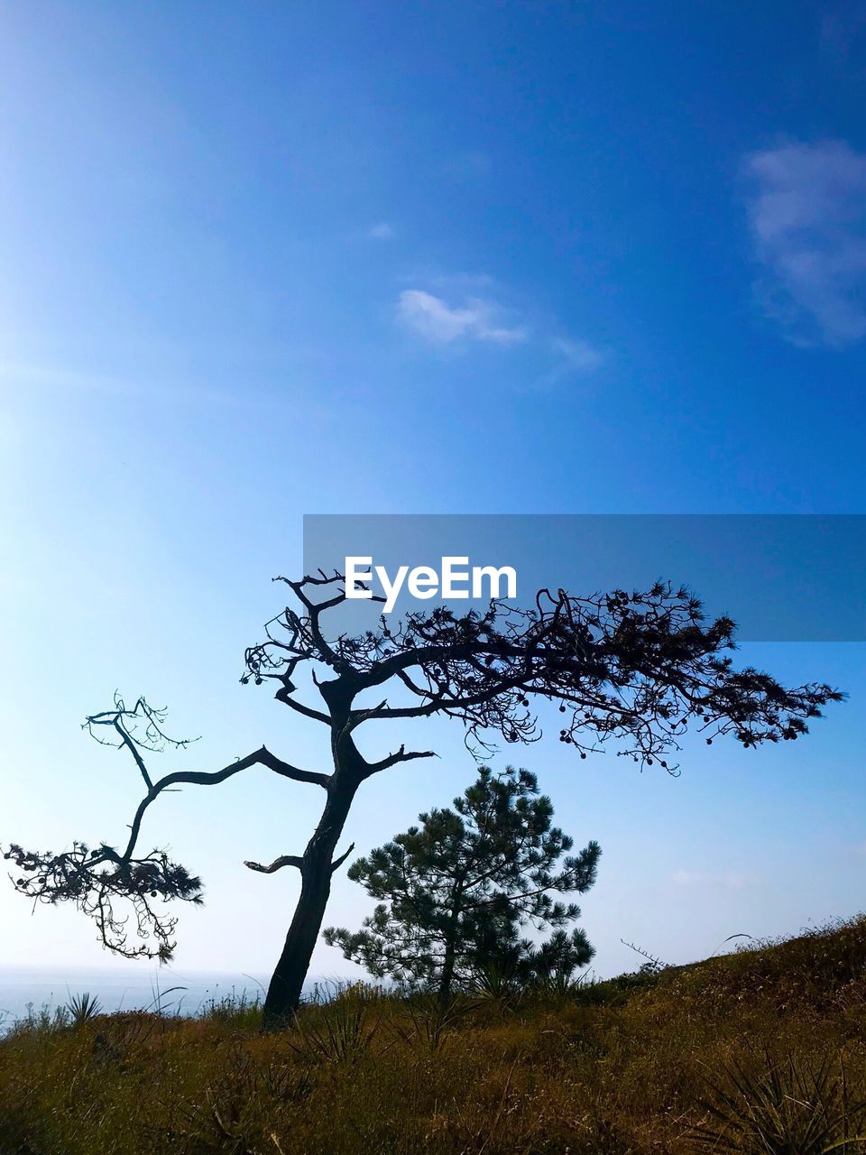 Low angle view of trees on field against blue sky