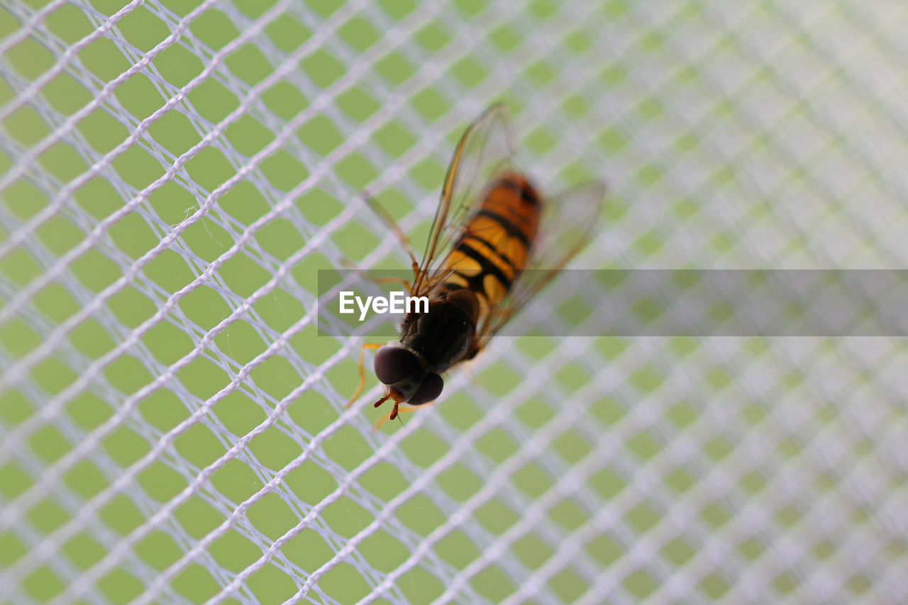 Hover fly on mosquito net