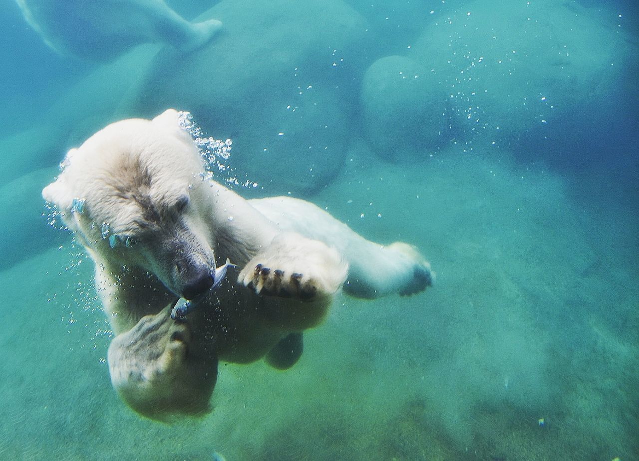 Polar bear swimming in water