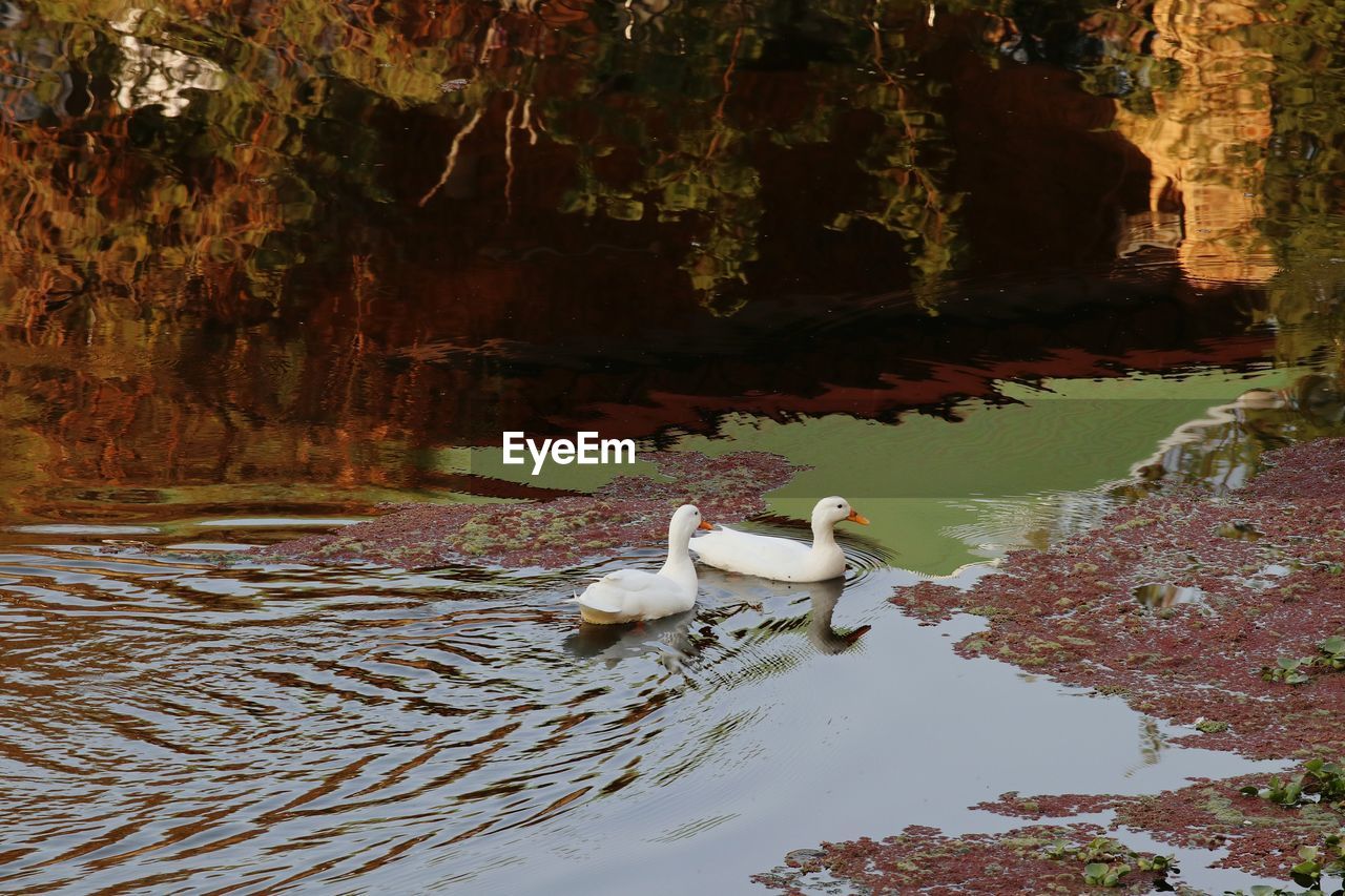 SWANS SWIMMING IN LAKE