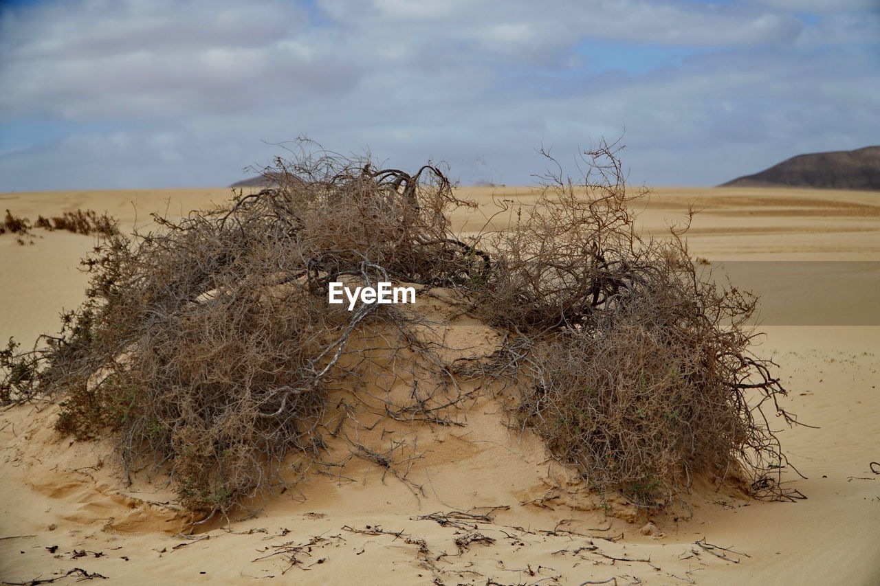 VIEW OF SAND DUNE IN DESERT