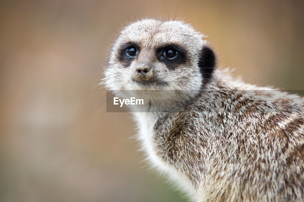 Close-up portrait of meerkat