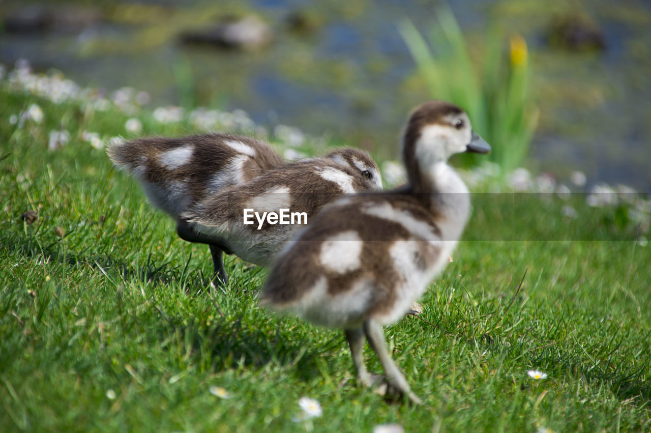 Ducklings standing on grassy field