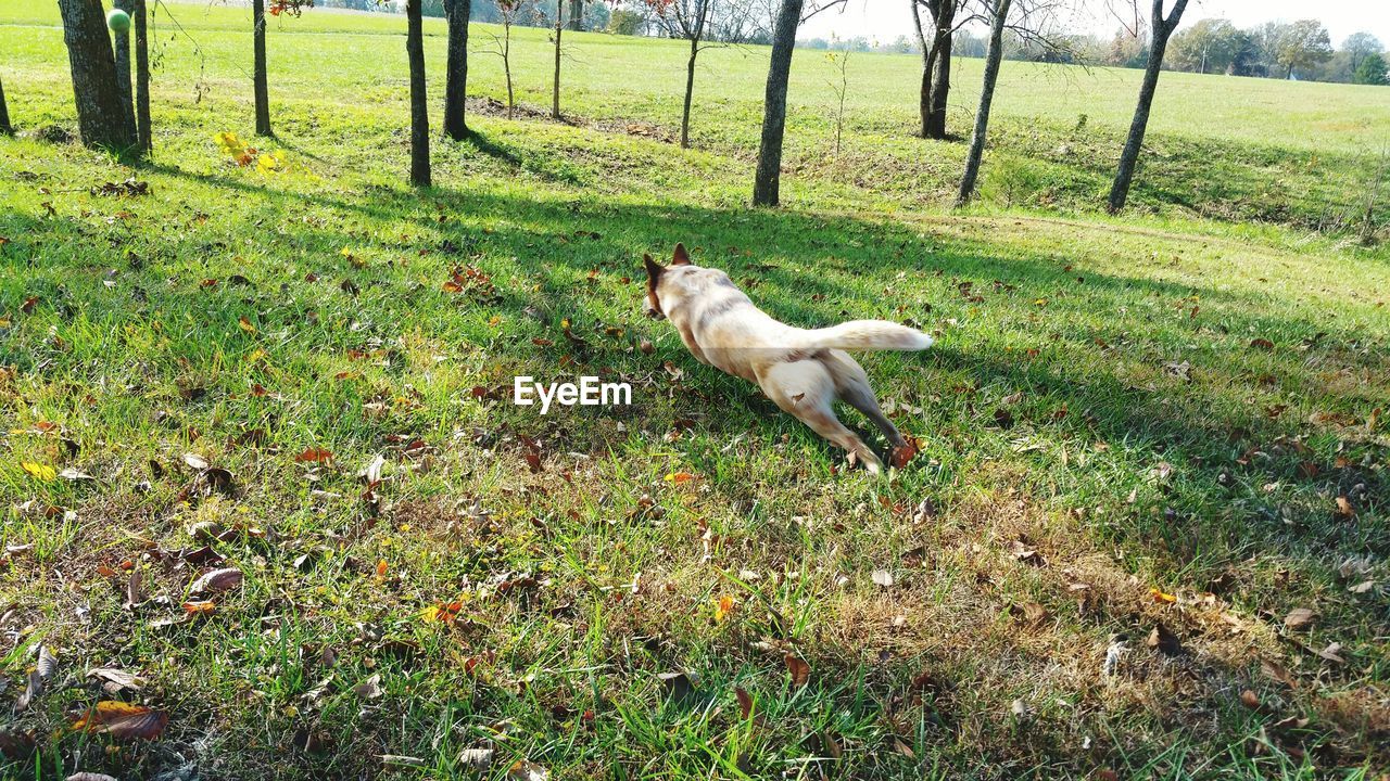 High angle view of dog running on grassy field