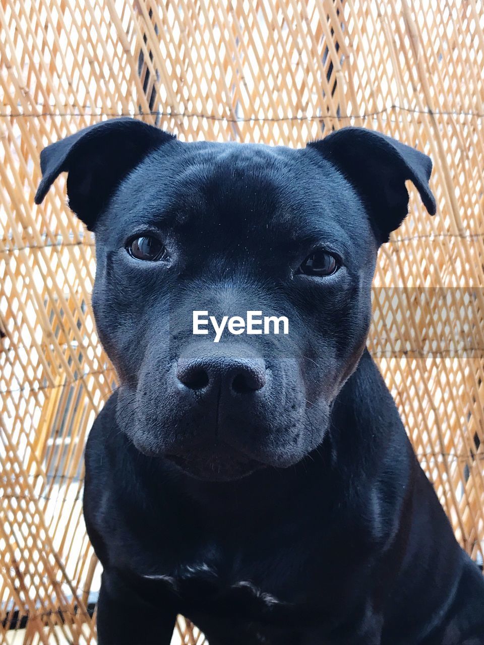 CLOSE-UP PORTRAIT OF BLACK DOG RELAXING ON BLANKET