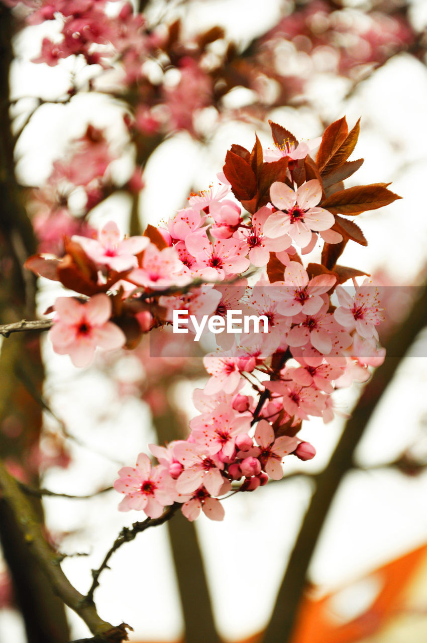 CLOSE-UP OF PINK CHERRY BLOSSOMS