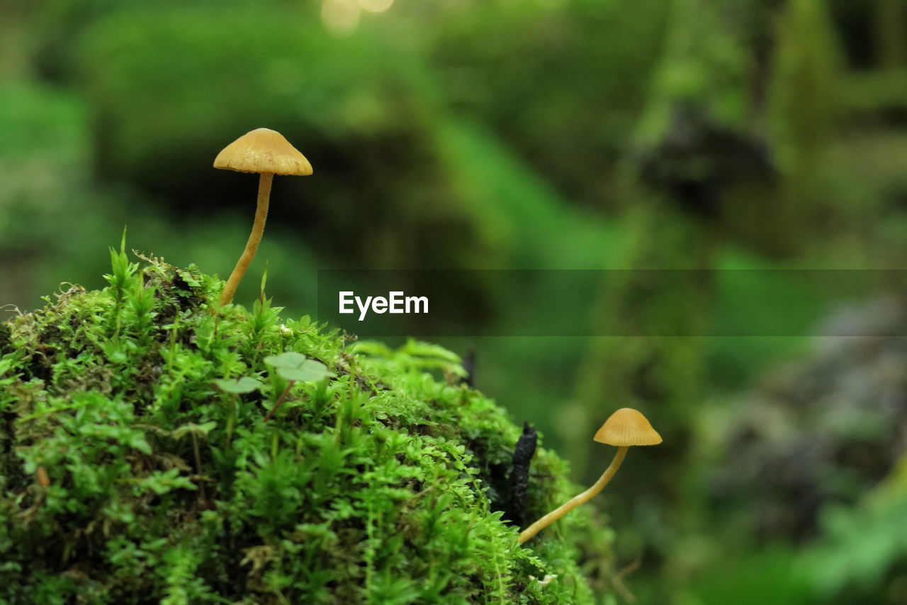 Close-up of mushroom growing on field