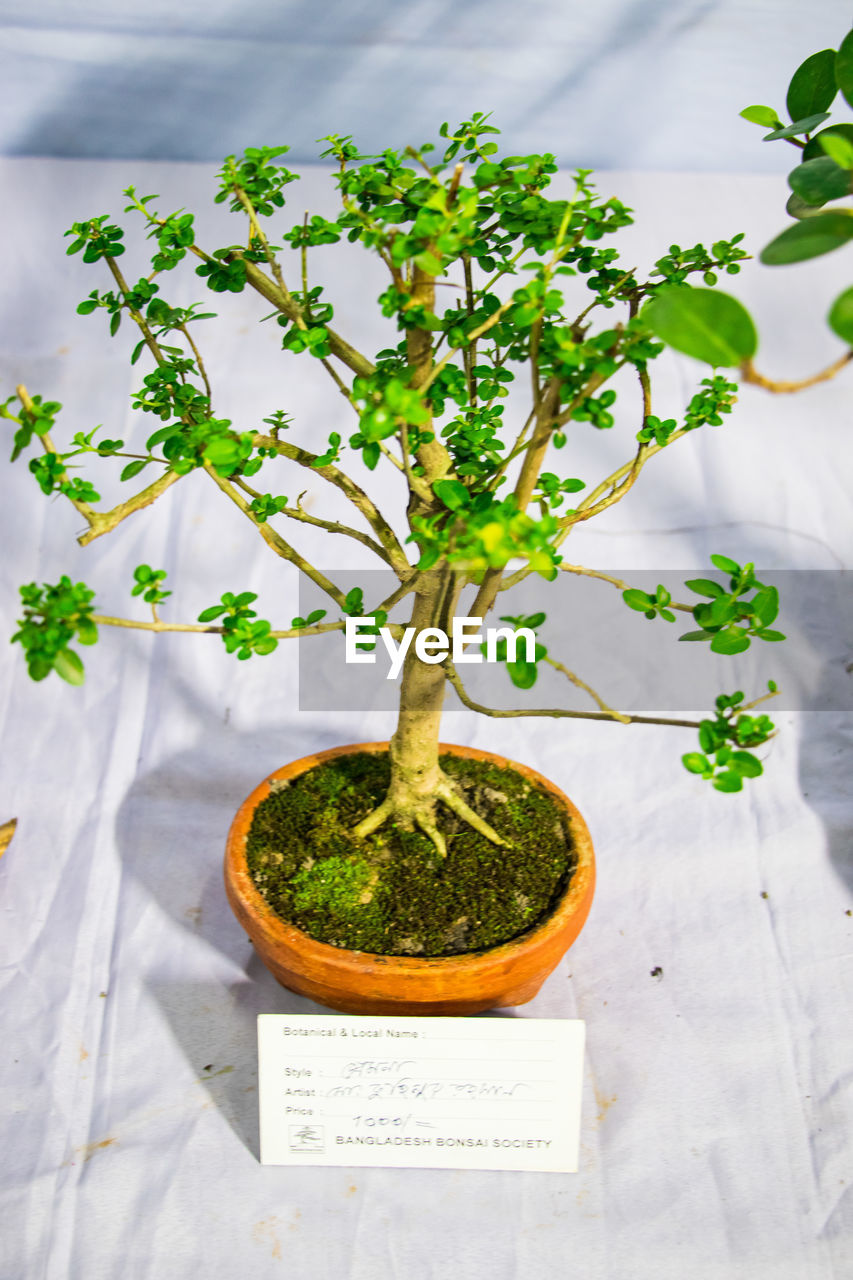 plant, nature, growth, bonsai, houseplant, no people, leaf, plant part, herb, food, produce, food and drink, green, indoors, freshness, tree, parsley, studio shot, wellbeing, potted plant, healthy eating, flowerpot, high angle view, flower, day, environmental conservation, bonsai tree, environment, botany