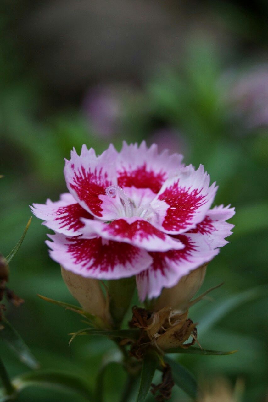 CLOSE-UP OF PINK FLOWERS BLOOMING