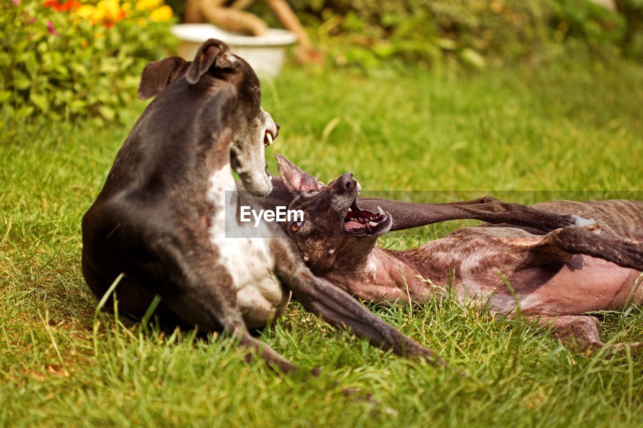 VIEW OF TWO HORSES ON FIELD