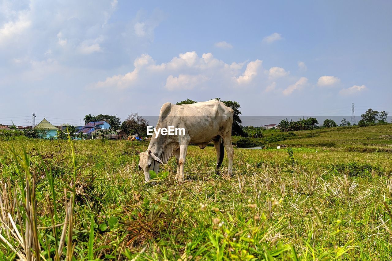 ELEPHANT IN A FIELD