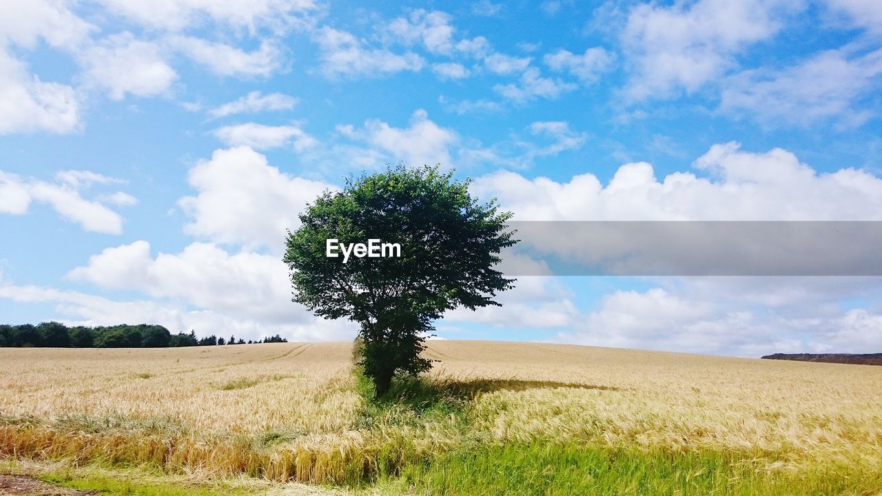 Tree growing on agricultural field against cloudy sky