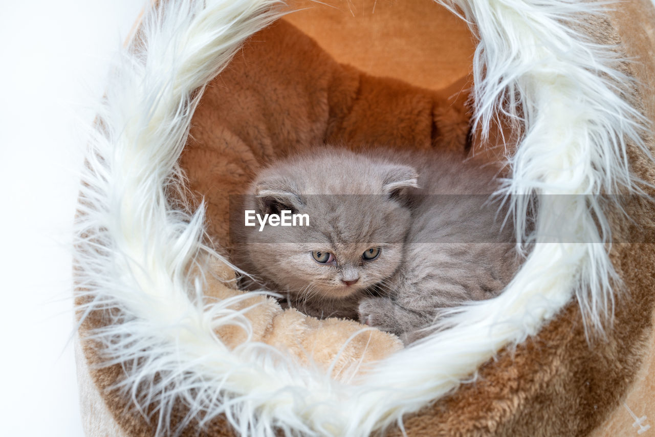 CLOSE-UP PORTRAIT OF A WHITE CAT