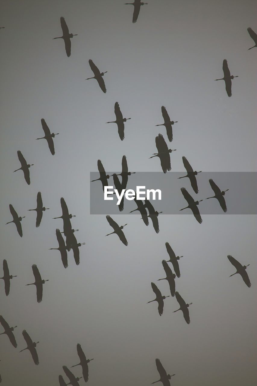 Low angle view of birds flying in the sky