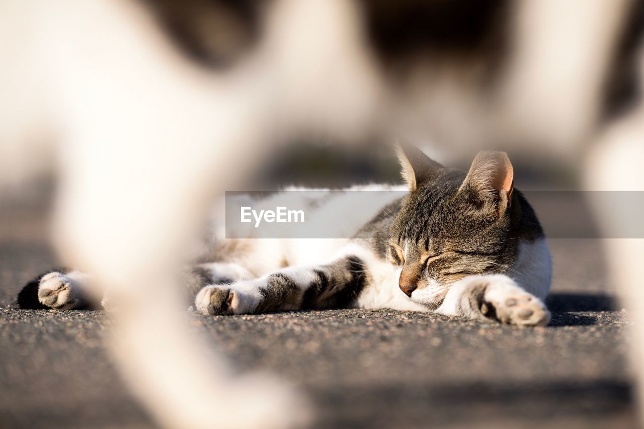 Close-up of cat sleeping outdoors