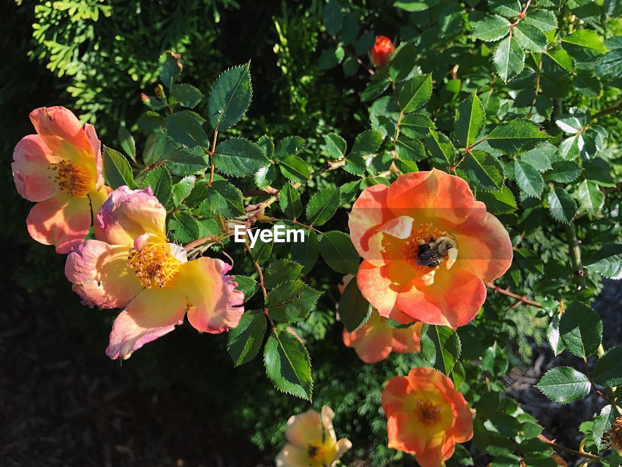 CLOSE-UP OF FLOWERS BLOOMING