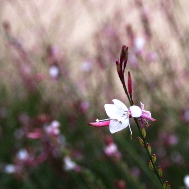 CLOSE-UP OF PINK FLOWERS BLOOMING