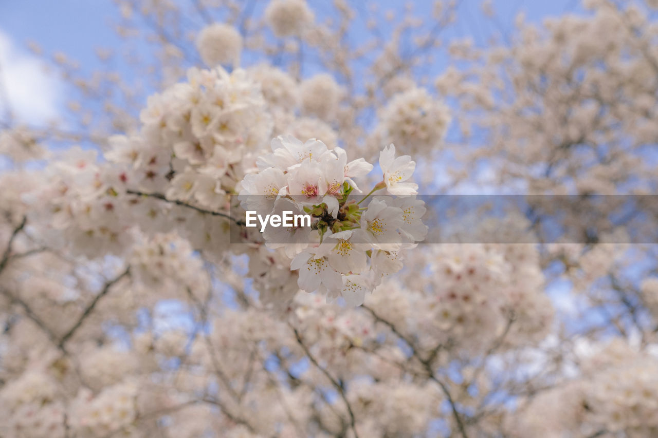 plant, flower, flowering plant, fragility, blossom, freshness, beauty in nature, tree, springtime, growth, nature, spring, cherry blossom, branch, close-up, white, focus on foreground, no people, produce, day, flower head, cherry tree, food, botany, inflorescence, outdoors, sky, petal, almond tree, fruit tree, low angle view, selective focus, twig, agriculture