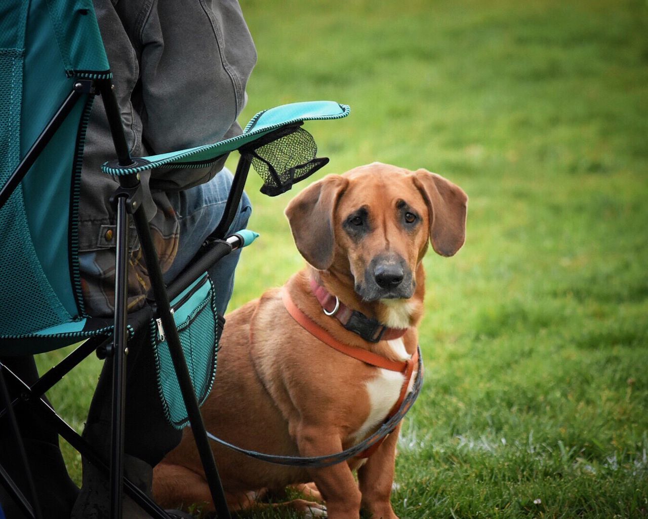 PORTRAIT OF DOG OUTDOORS