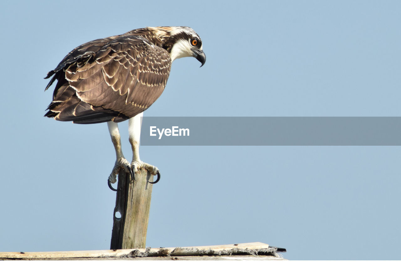 Osprey perching on wooden post against clear sky on sunny day