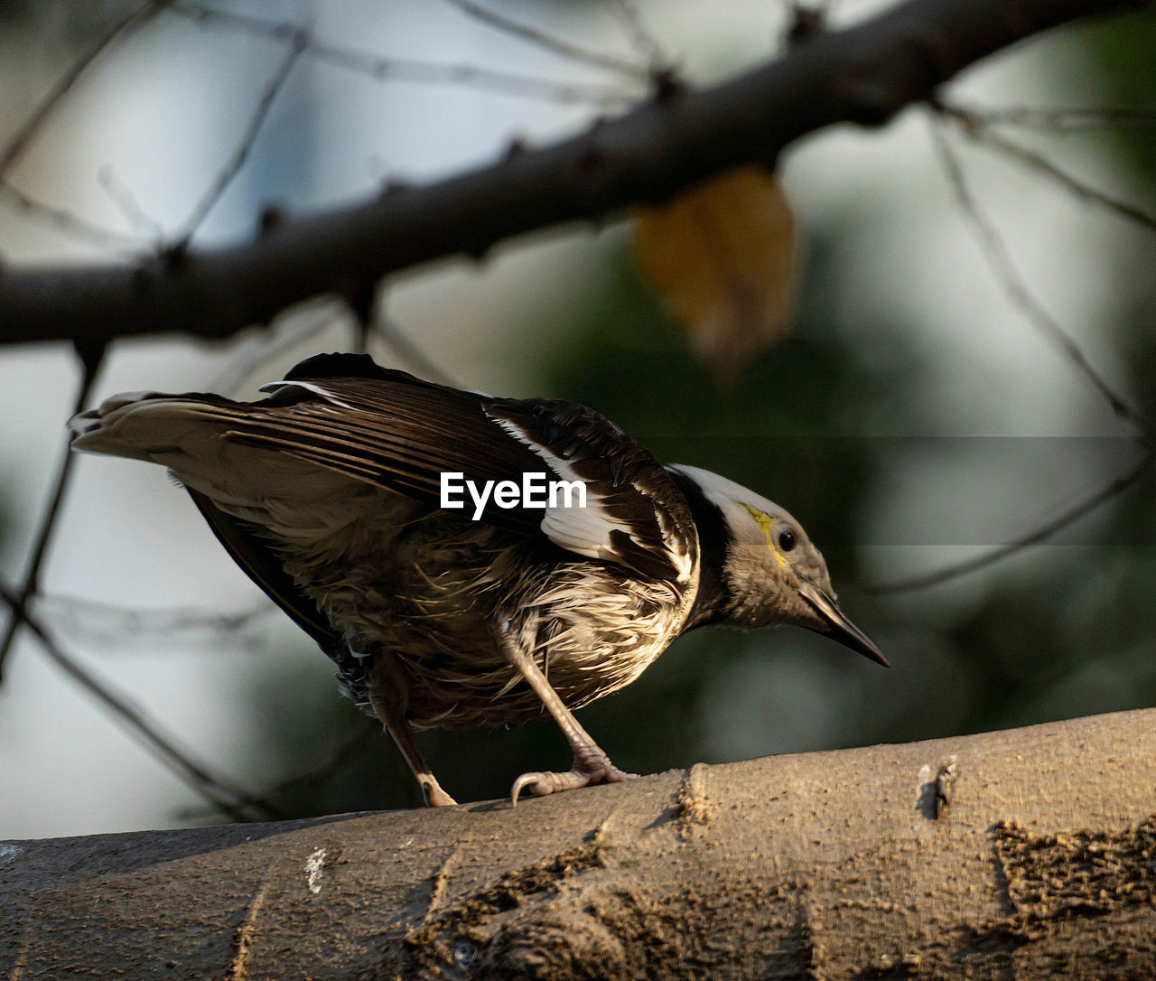 BIRD PERCHING ON A BRANCH