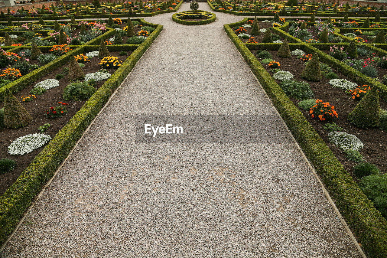 High angle view of flowers on grass