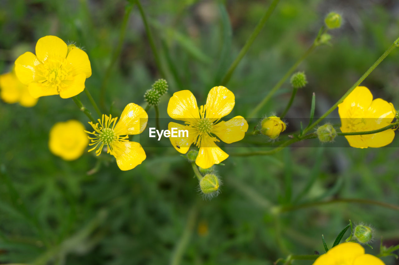 Close-up of yellow flowering plant on field