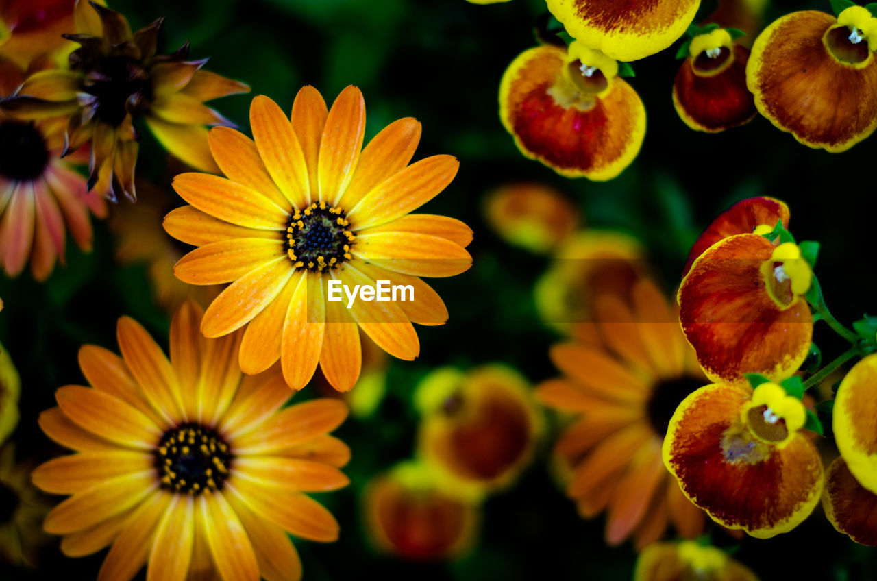 Close-up of yellow flowering plants