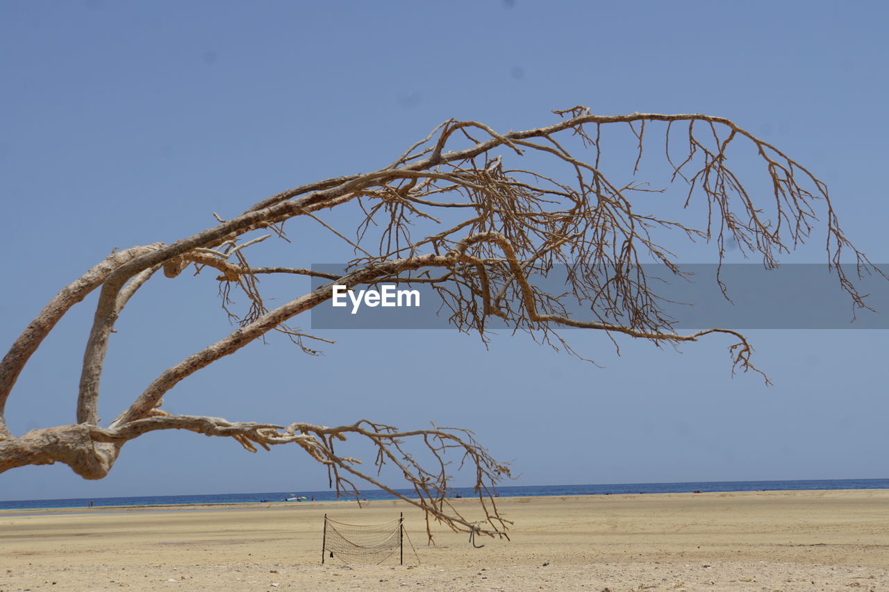 Dead tree on beach against clear blue sky