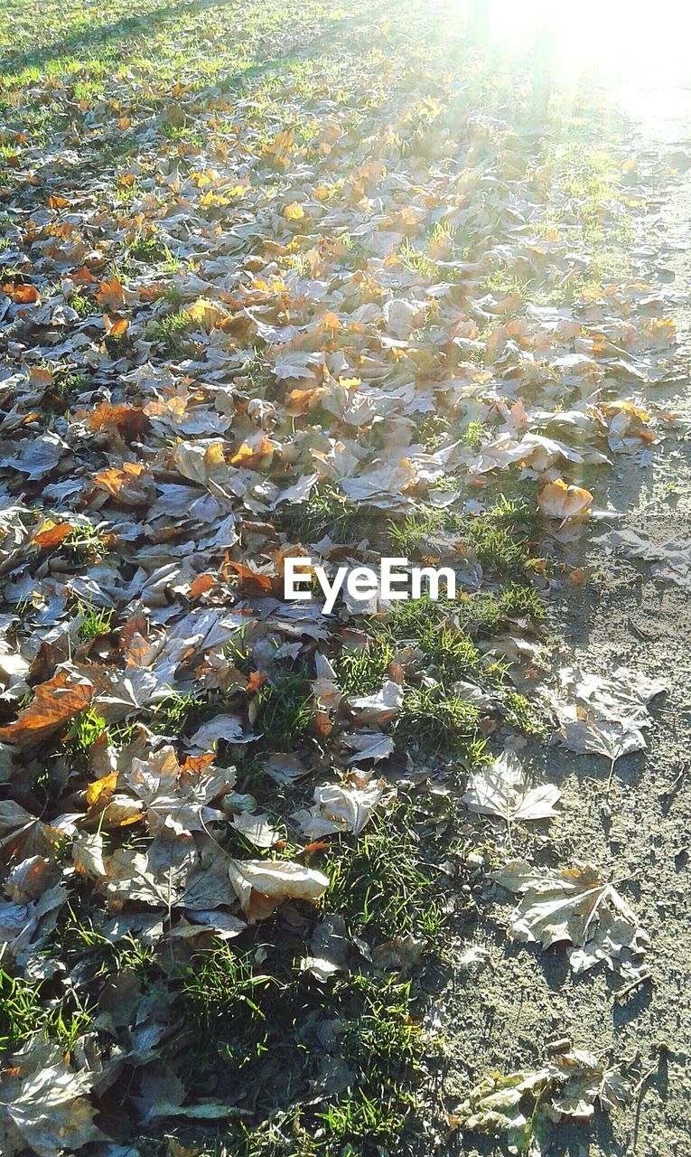 PLANTS IN POND