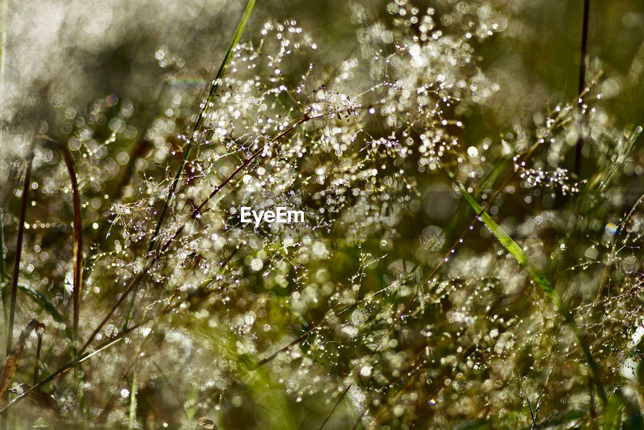 Close-up of wet plant during rainy season