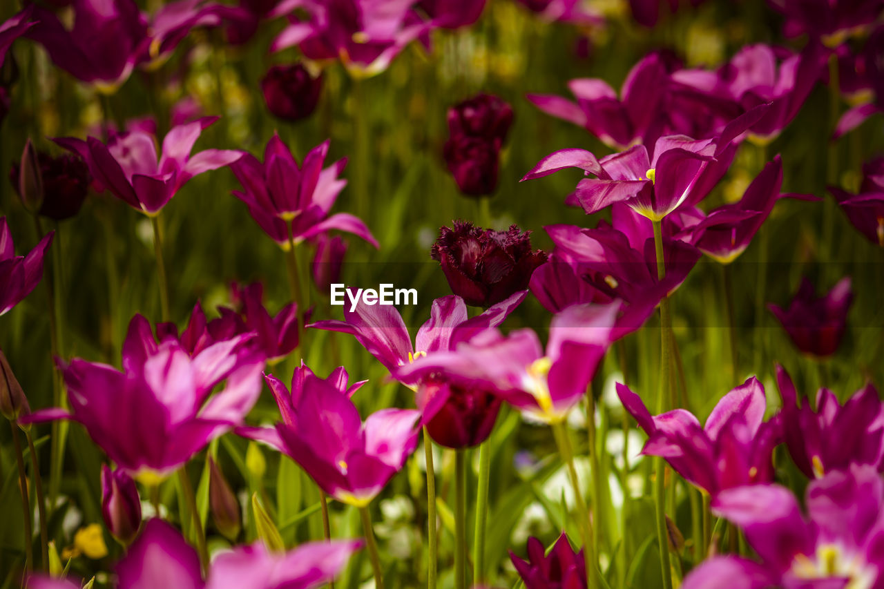 CLOSE-UP OF PURPLE FLOWERS BLOOMING IN PARK