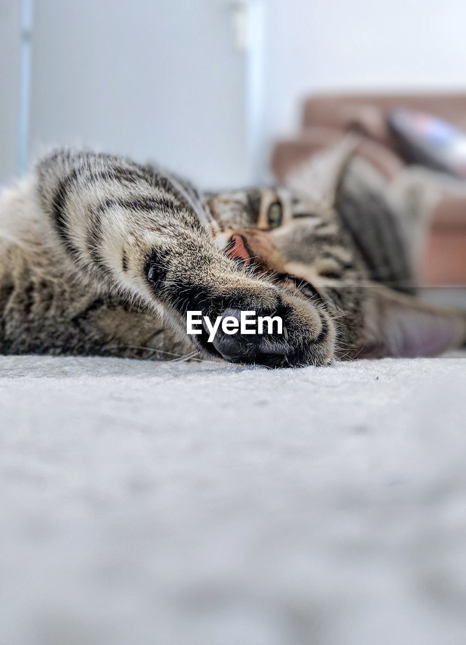 CLOSE-UP OF A CAT ON BED