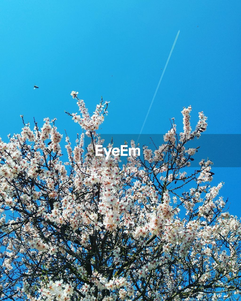 Low angle view of almond tree during springtime