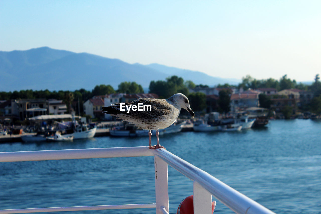 BIRD PERCHING ON SEA BY MOUNTAINS