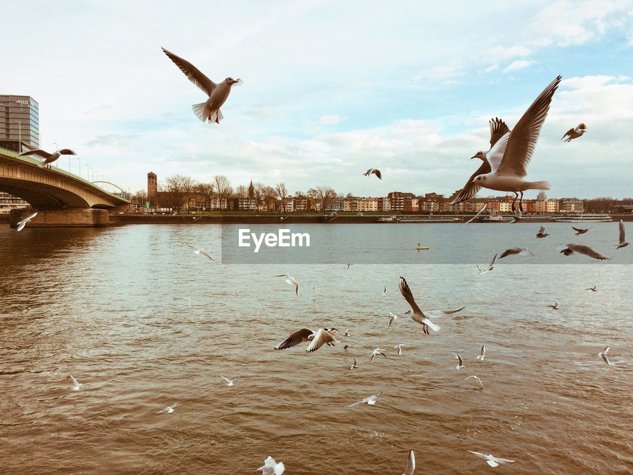 Seagulls flying over sea against sky