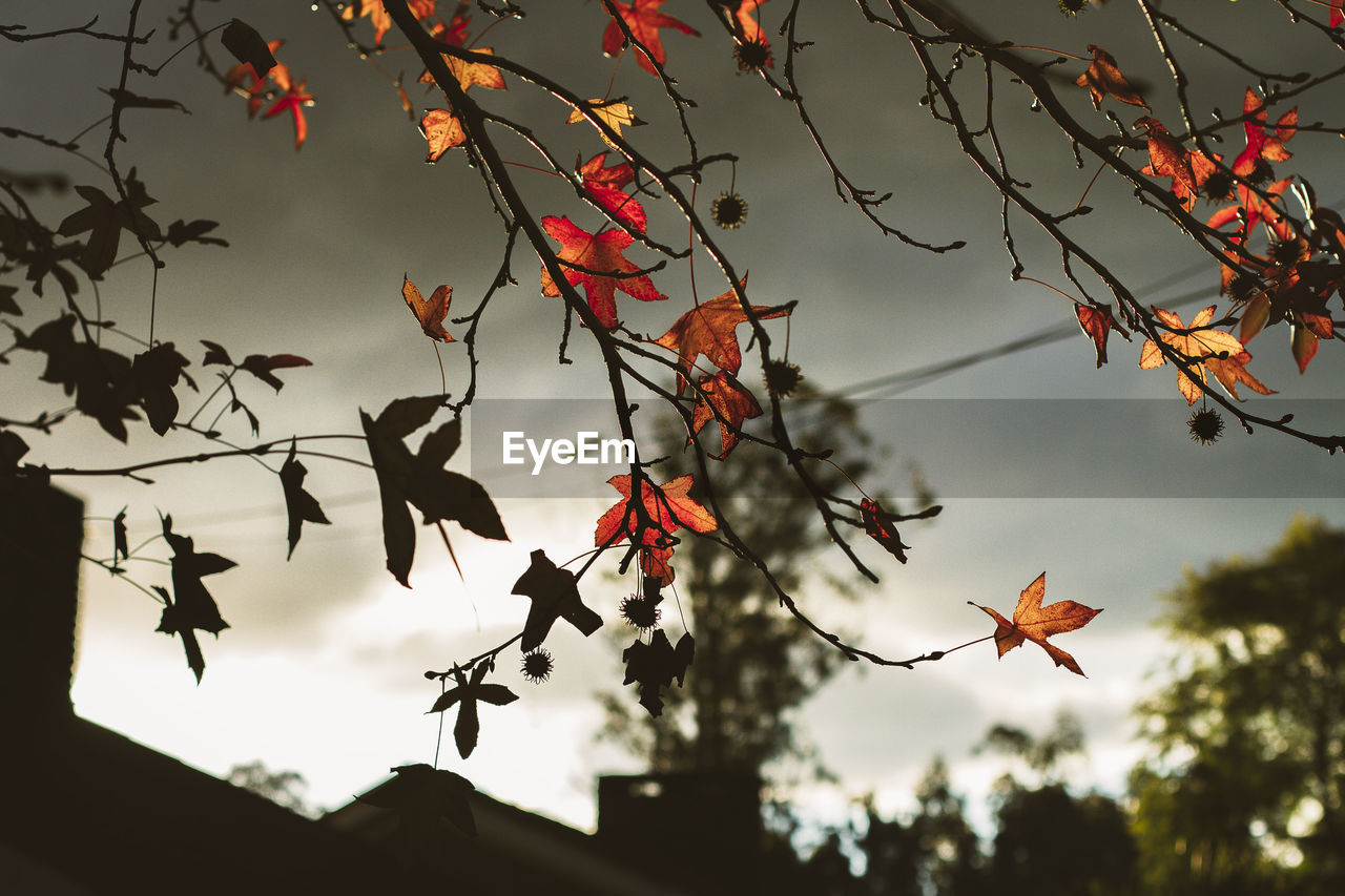 LOW ANGLE VIEW OF MAPLE TREE AGAINST SKY