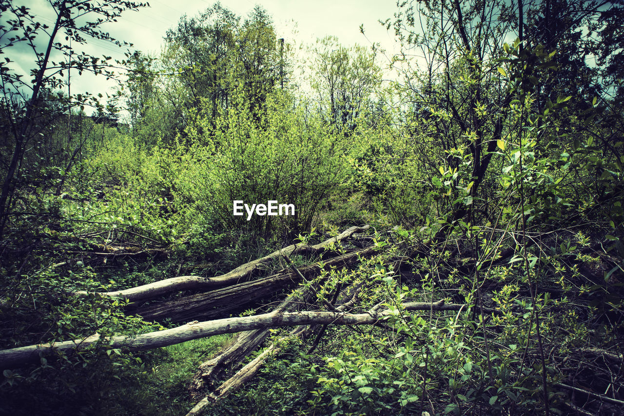 VIEW OF TREES IN THE FOREST